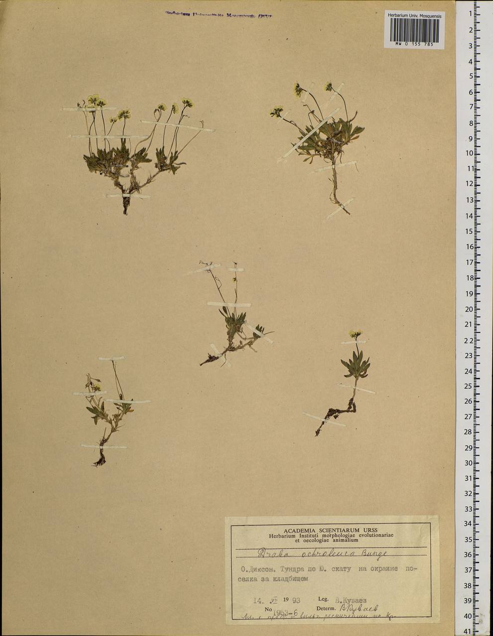 Draba ochroleuca Bunge, Siberia, Central Siberia (S3) (Russia)