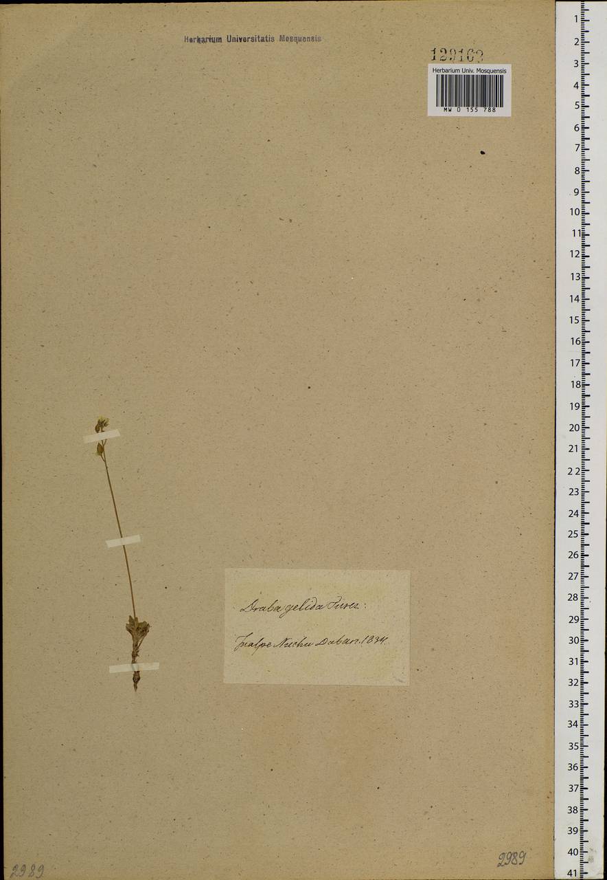 Draba ochroleuca Bunge, Siberia, Baikal & Transbaikal region (S4) (Russia)