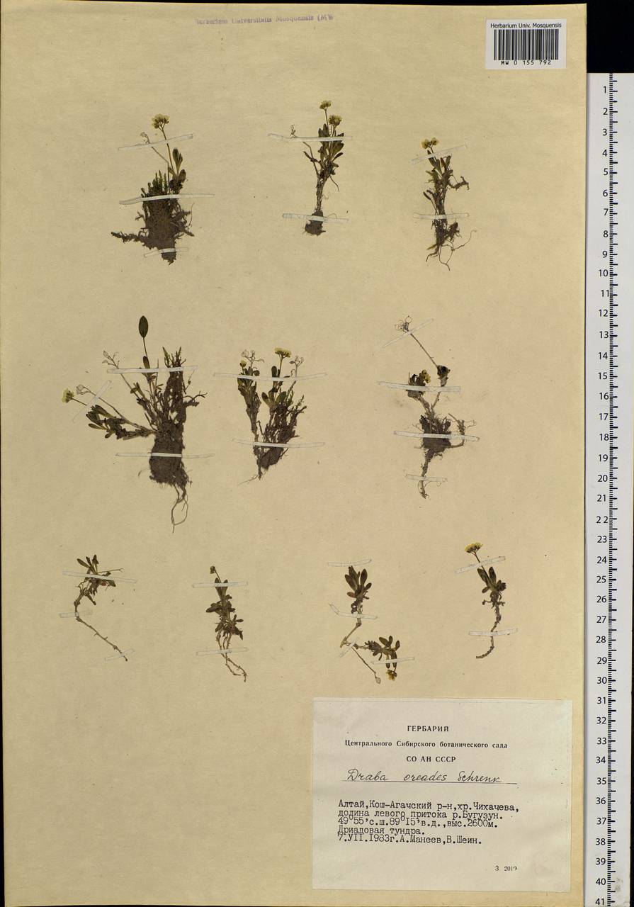 Draba oreades Schrenk, Siberia, Altai & Sayany Mountains (S2) (Russia)