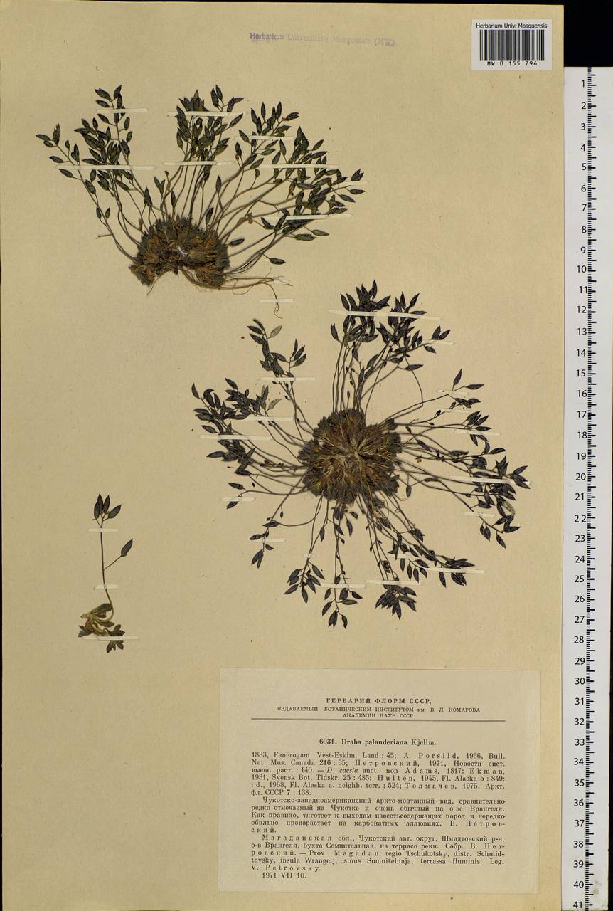 Draba palanderiana Kjellm., Siberia, Chukotka & Kamchatka (S7) (Russia)