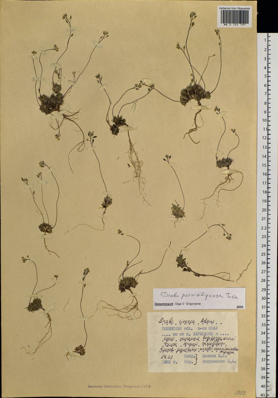 Draba cinerea Adams, Siberia, Western Siberia (S1) (Russia)