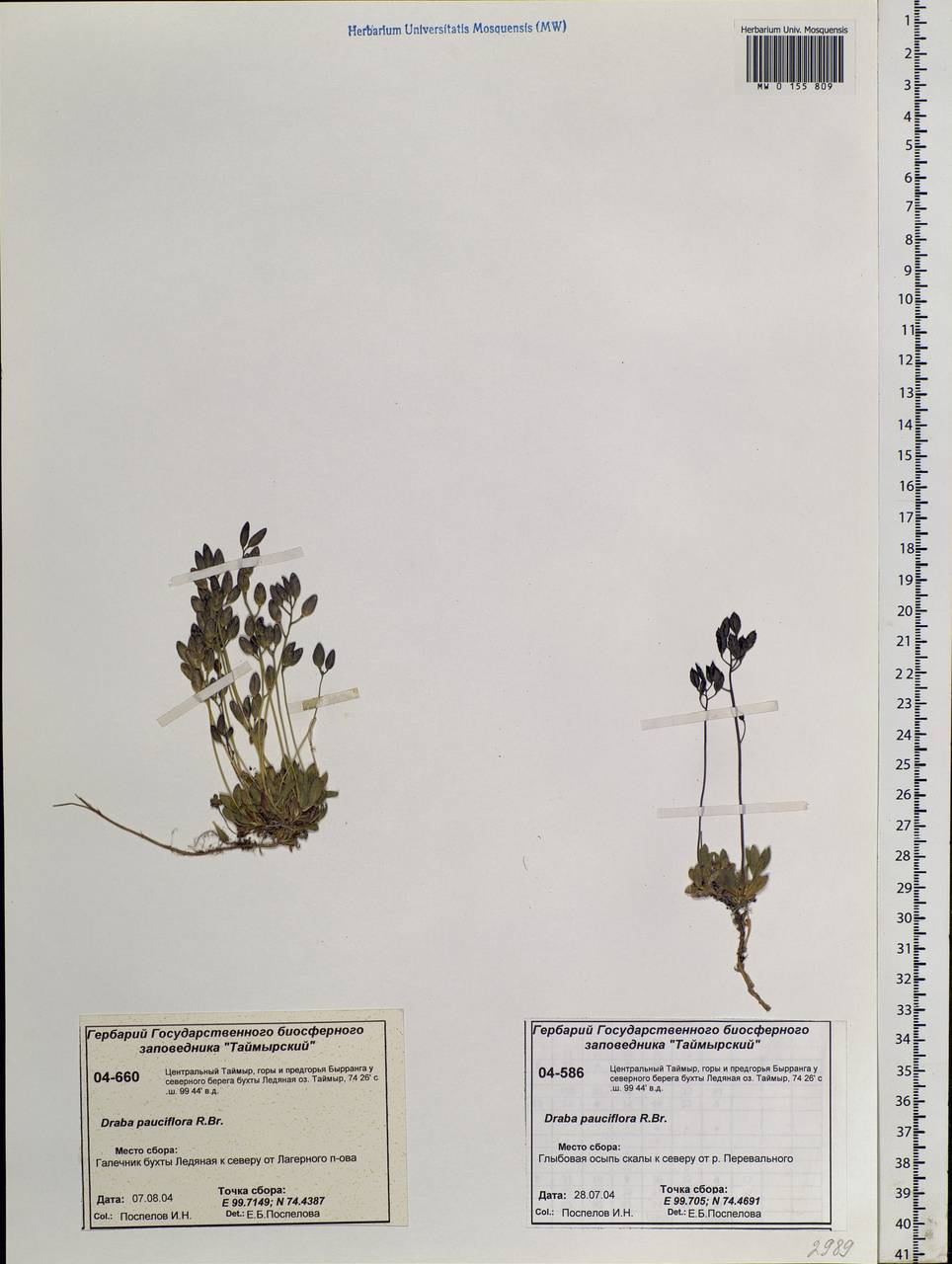 Draba pauciflora R. Br., Siberia, Central Siberia (S3) (Russia)