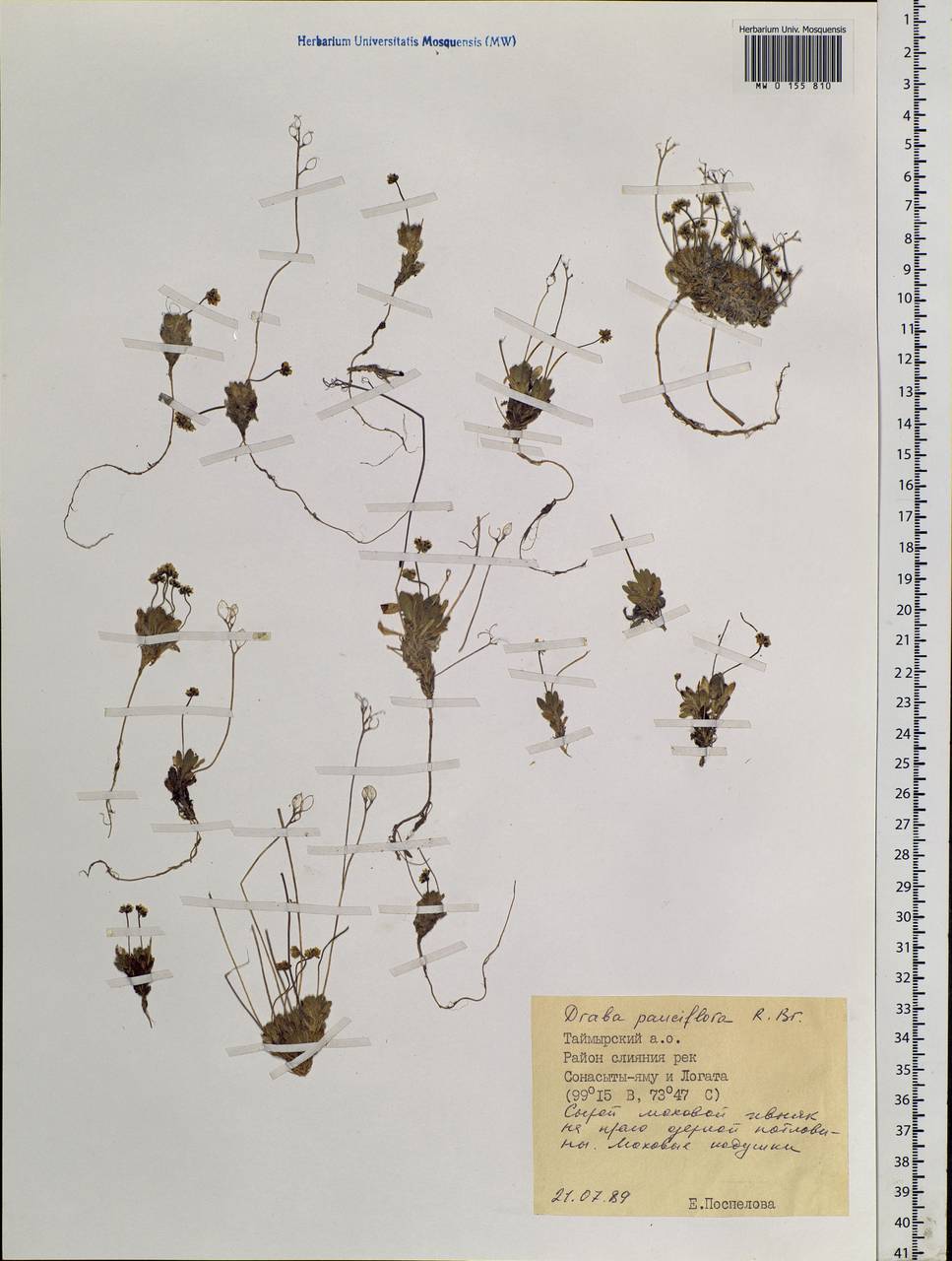 Draba pauciflora R. Br., Siberia, Central Siberia (S3) (Russia)