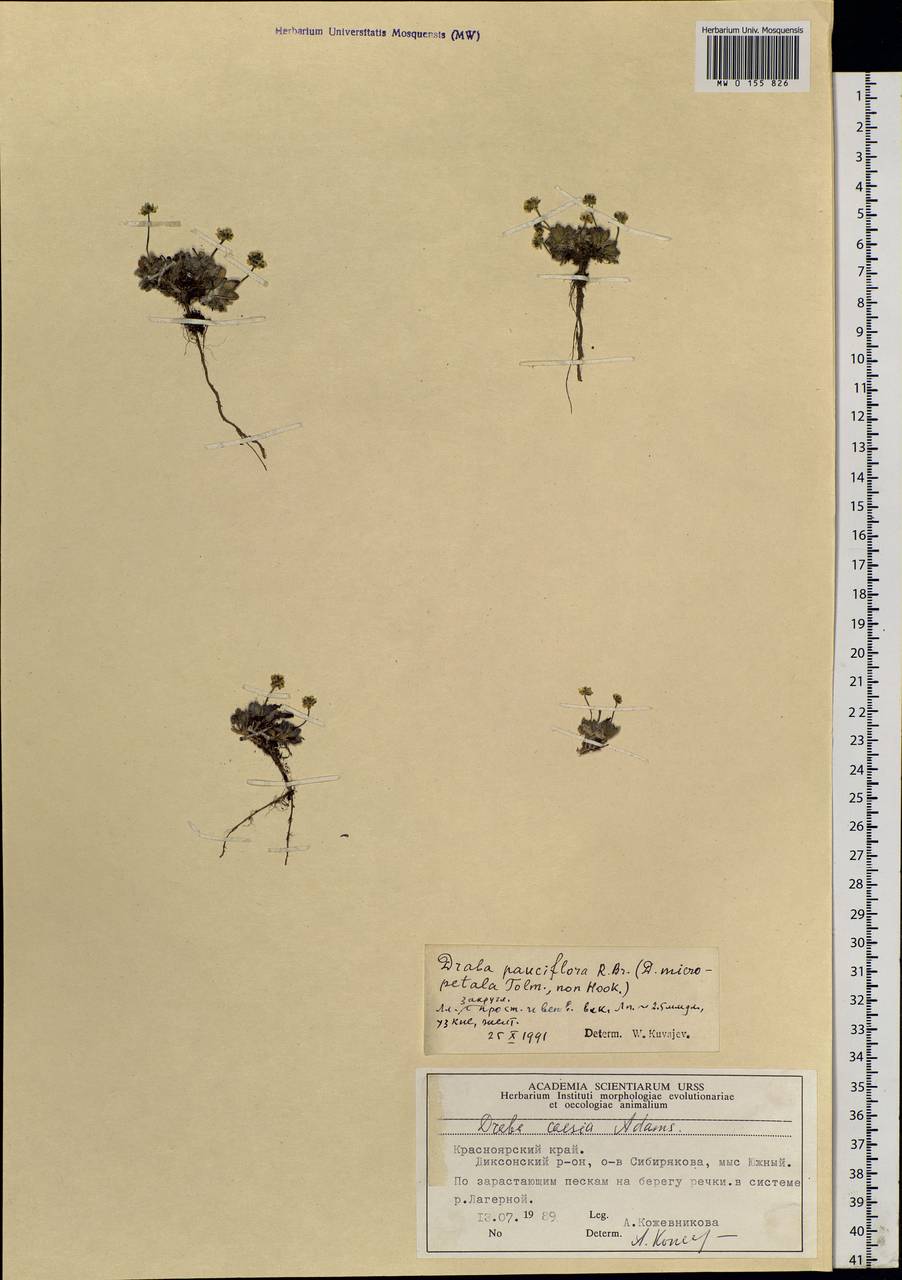 Draba pauciflora R. Br., Siberia, Central Siberia (S3) (Russia)
