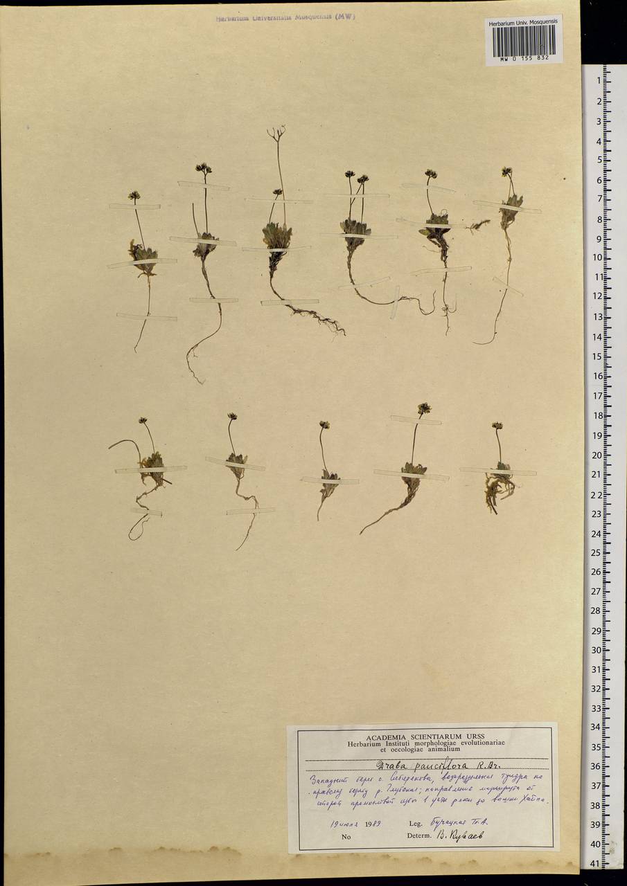 Draba pauciflora R.Br., Siberia, Central Siberia (S3) (Russia)