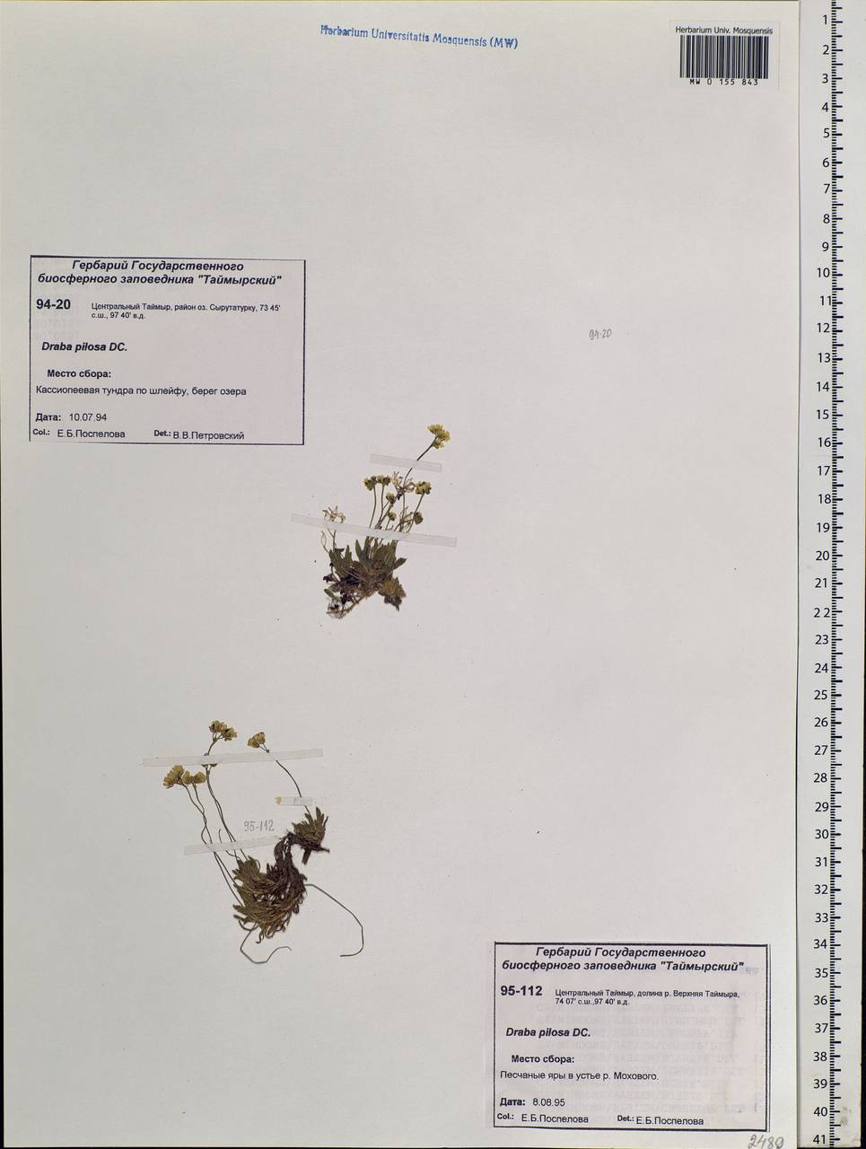 Draba pilosa Adams ex DC., Siberia, Central Siberia (S3) (Russia)