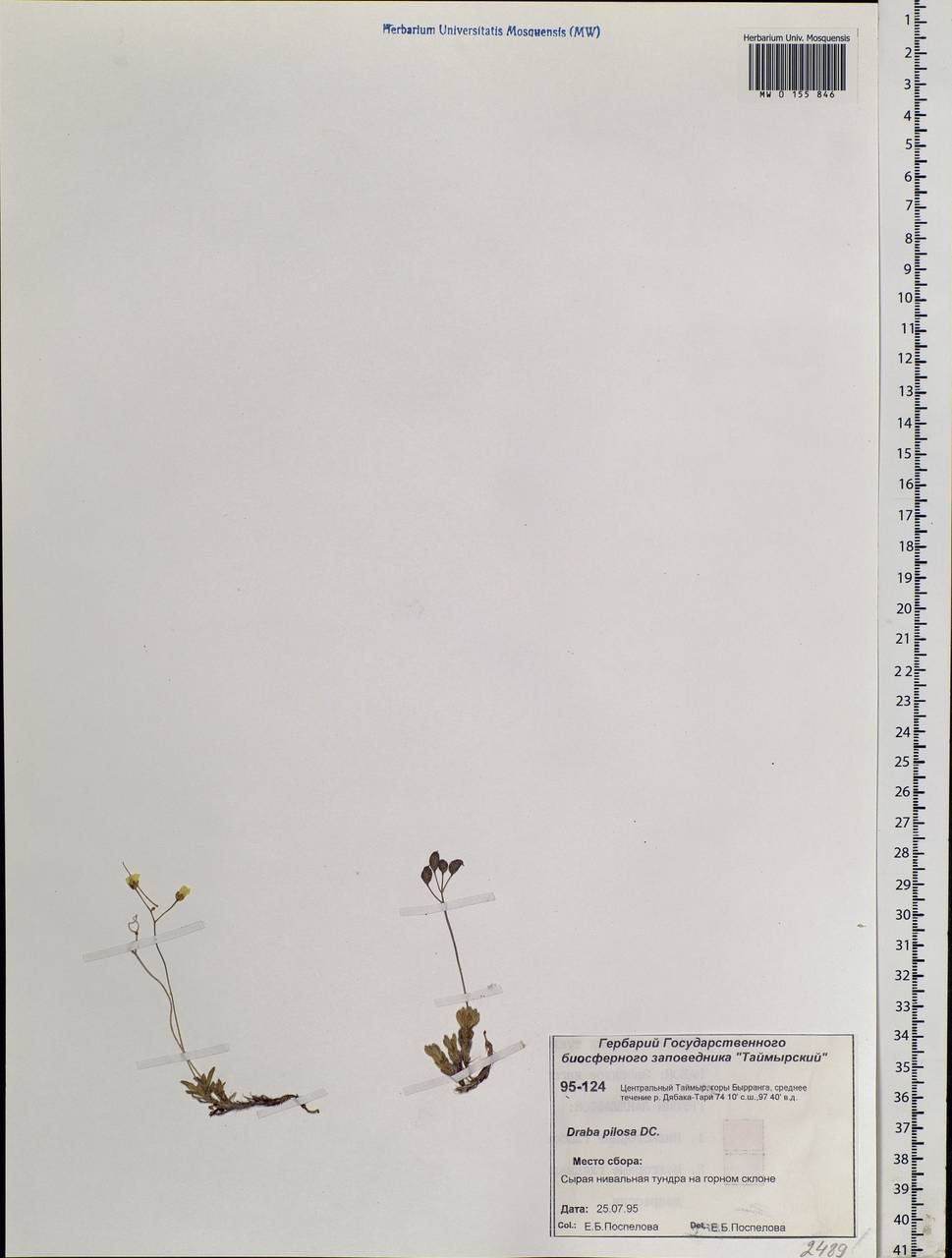Draba pilosa Adams ex DC., Siberia, Central Siberia (S3) (Russia)