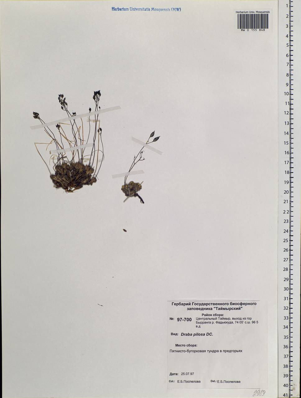 Draba pilosa Adams ex DC., Siberia, Central Siberia (S3) (Russia)