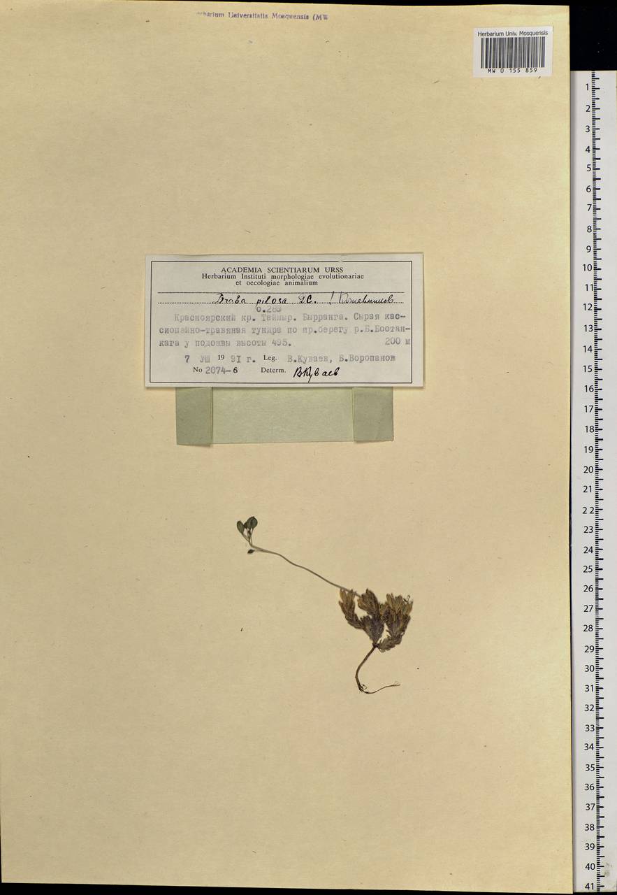 Draba pilosa Adams ex DC., Siberia, Central Siberia (S3) (Russia)