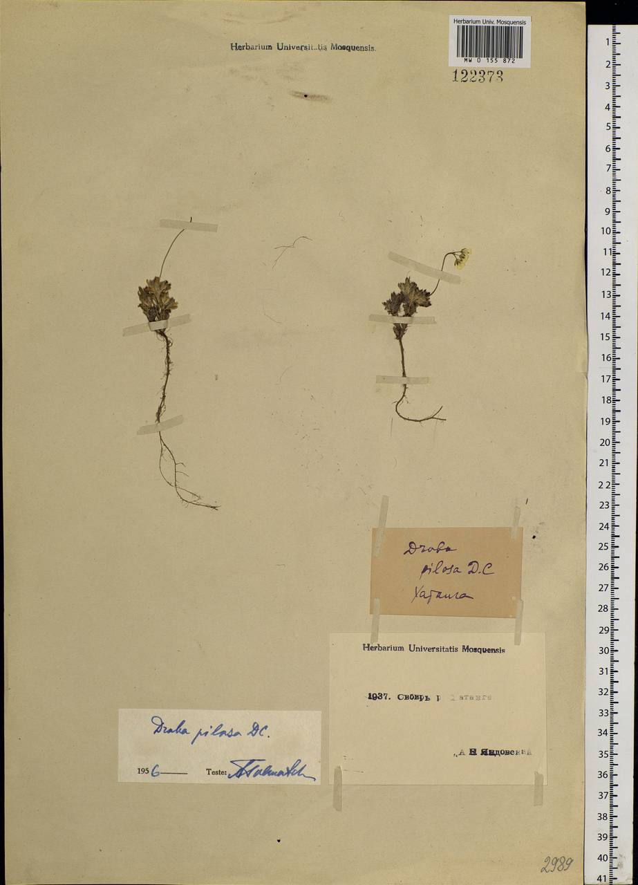 Draba pilosa Adams ex DC., Siberia, Central Siberia (S3) (Russia)