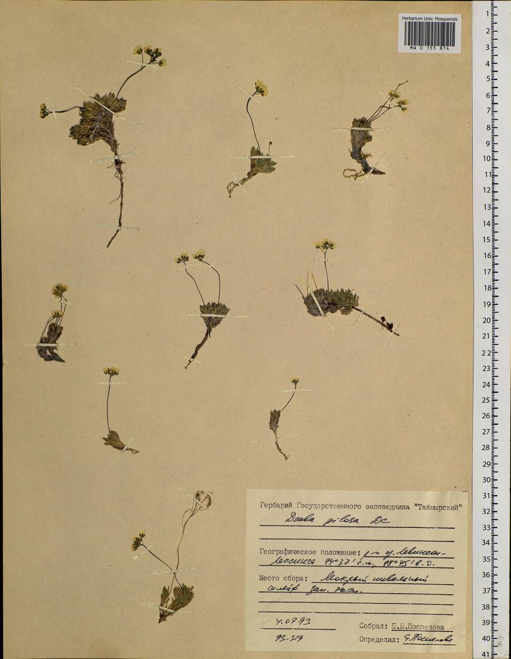 Draba pilosa Adams ex DC., Siberia, Central Siberia (S3) (Russia)