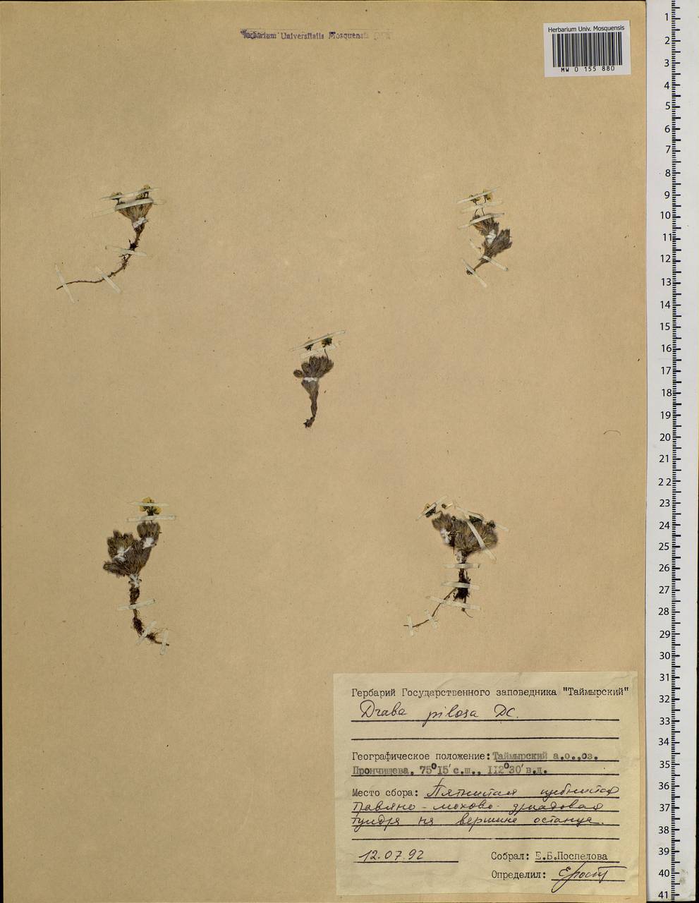 Draba pilosa Adams ex DC., Siberia, Central Siberia (S3) (Russia)