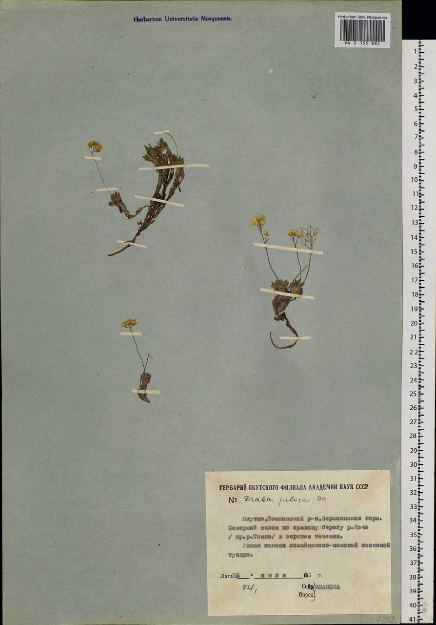Draba pilosa Adams ex DC., Siberia, Yakutia (S5) (Russia)