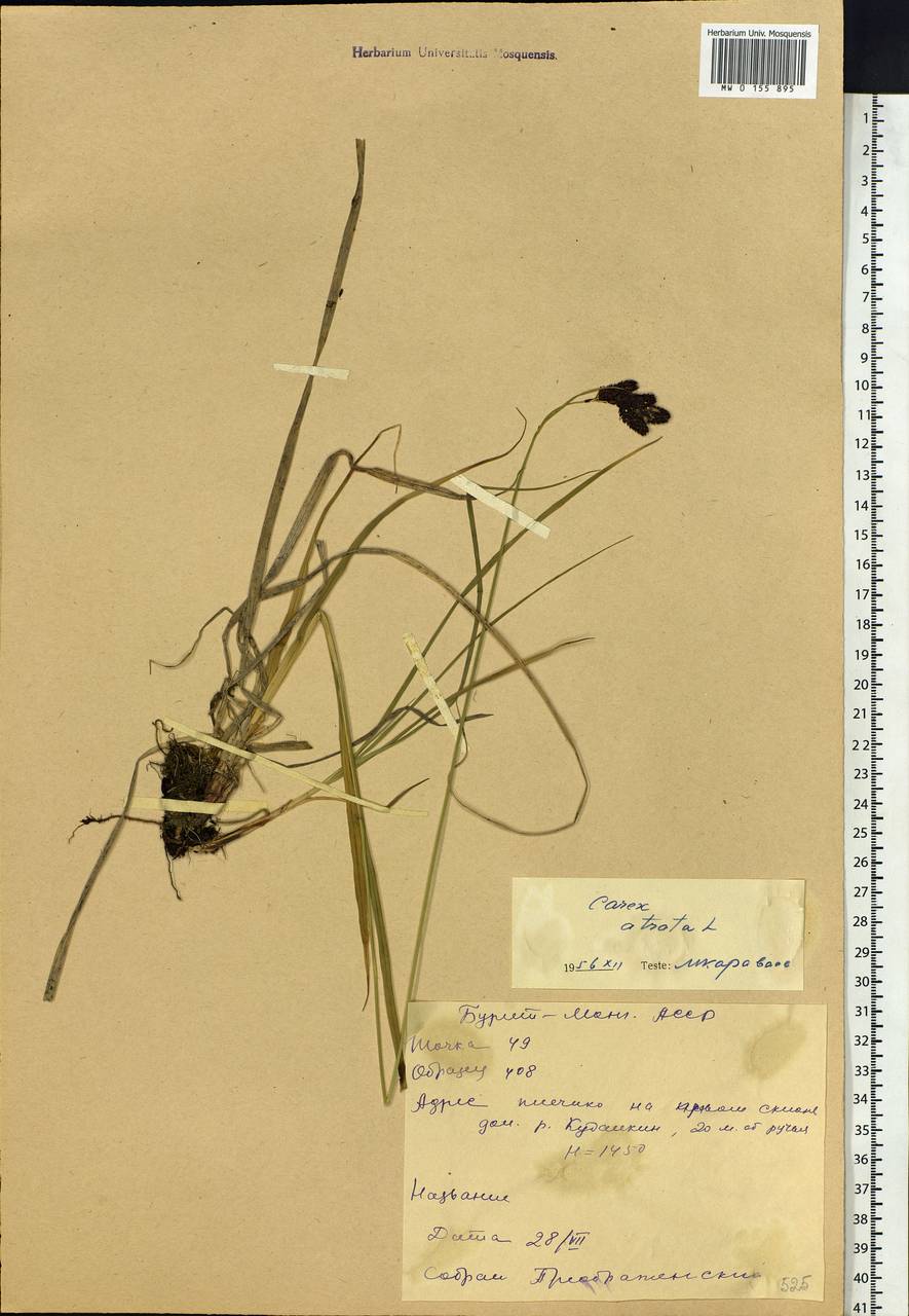 Carex aterrima subsp. aterrima, Siberia, Baikal & Transbaikal region (S4) (Russia)