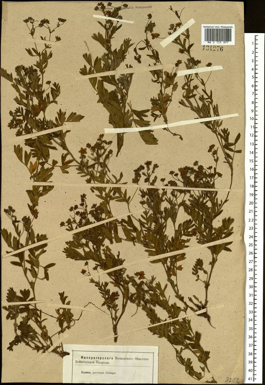 Sibbaldianthe bifurca subsp. bifurca, Siberia (no precise locality) (S0) (Russia)