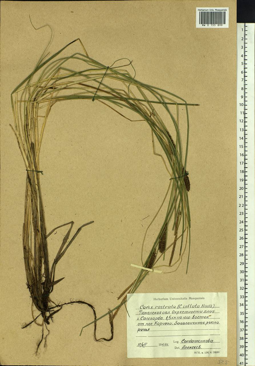Carex rostrata Stokes , nom. cons., Siberia, Western Siberia (S1) (Russia)