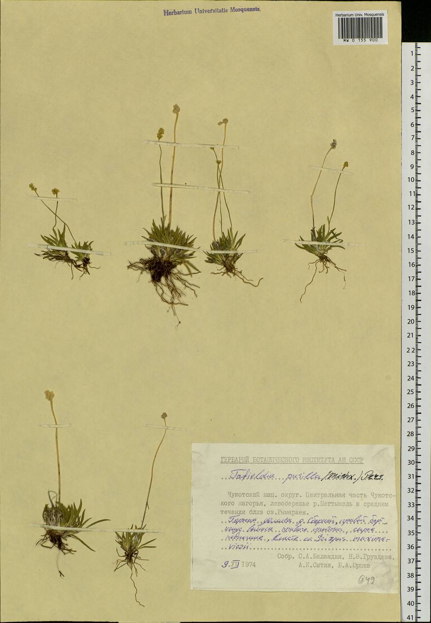 Tofieldia pusilla (Michx.) Pers., Siberia, Chukotka & Kamchatka (S7) (Russia)