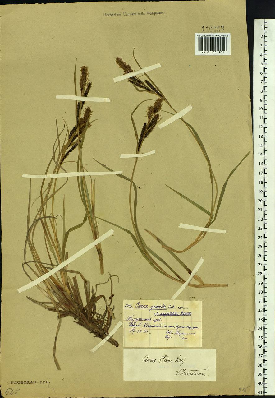 Carex aquatilis var. minor Boott, Siberia, Central Siberia (S3) (Russia)