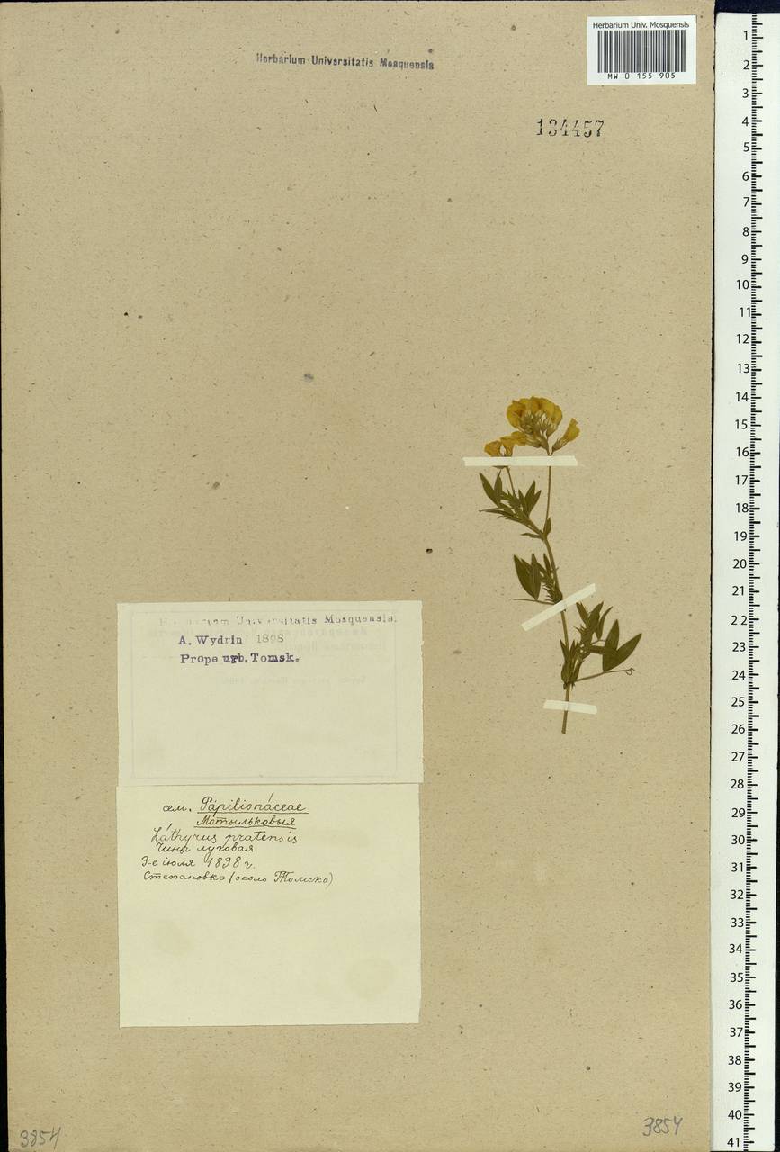 Lathyrus pratensis L., Siberia, Western Siberia (S1) (Russia)