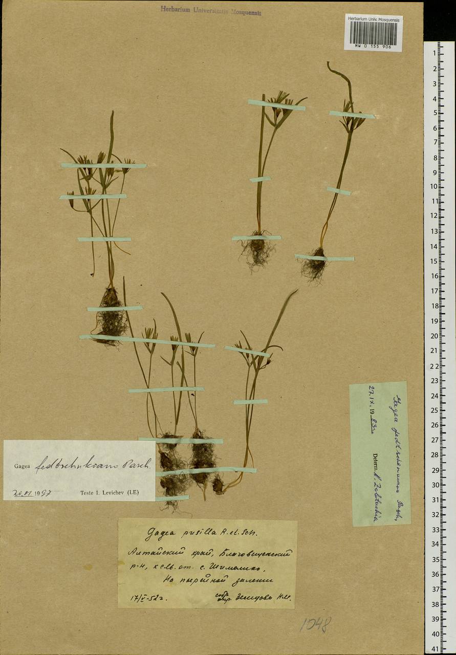 Gagea fedtschenkoana Pascher, Siberia, Altai & Sayany Mountains (S2) (Russia)