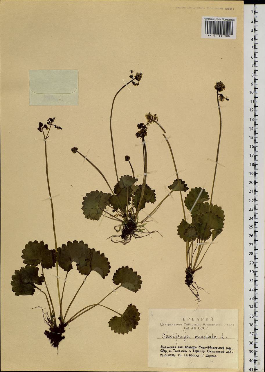 Micranthes nelsoniana subsp. aestivalis (Fisch. & C. A. Mey.) Elven & D. F. Murray, Siberia, Altai & Sayany Mountains (S2) (Russia)