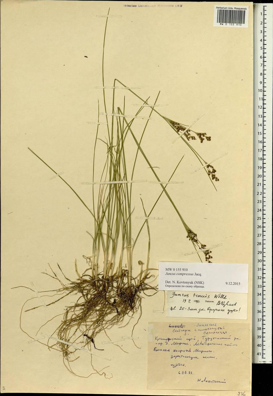 Juncus compressus Jacq., Siberia, Central Siberia (S3) (Russia)