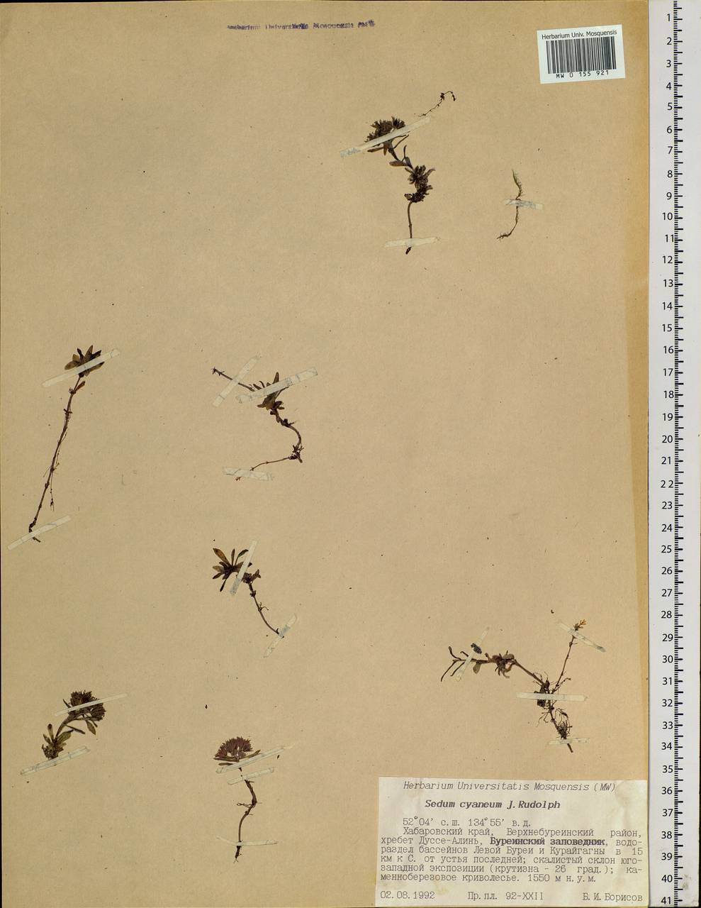 Hylotelephium cyaneum (Rudolph) H. Ohba, Siberia, Russian Far East (S6) (Russia)