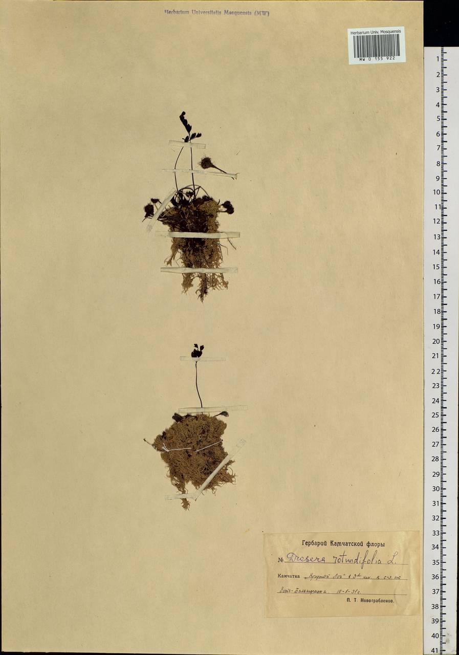 Drosera rotundifolia L., Siberia, Chukotka & Kamchatka (S7) (Russia)