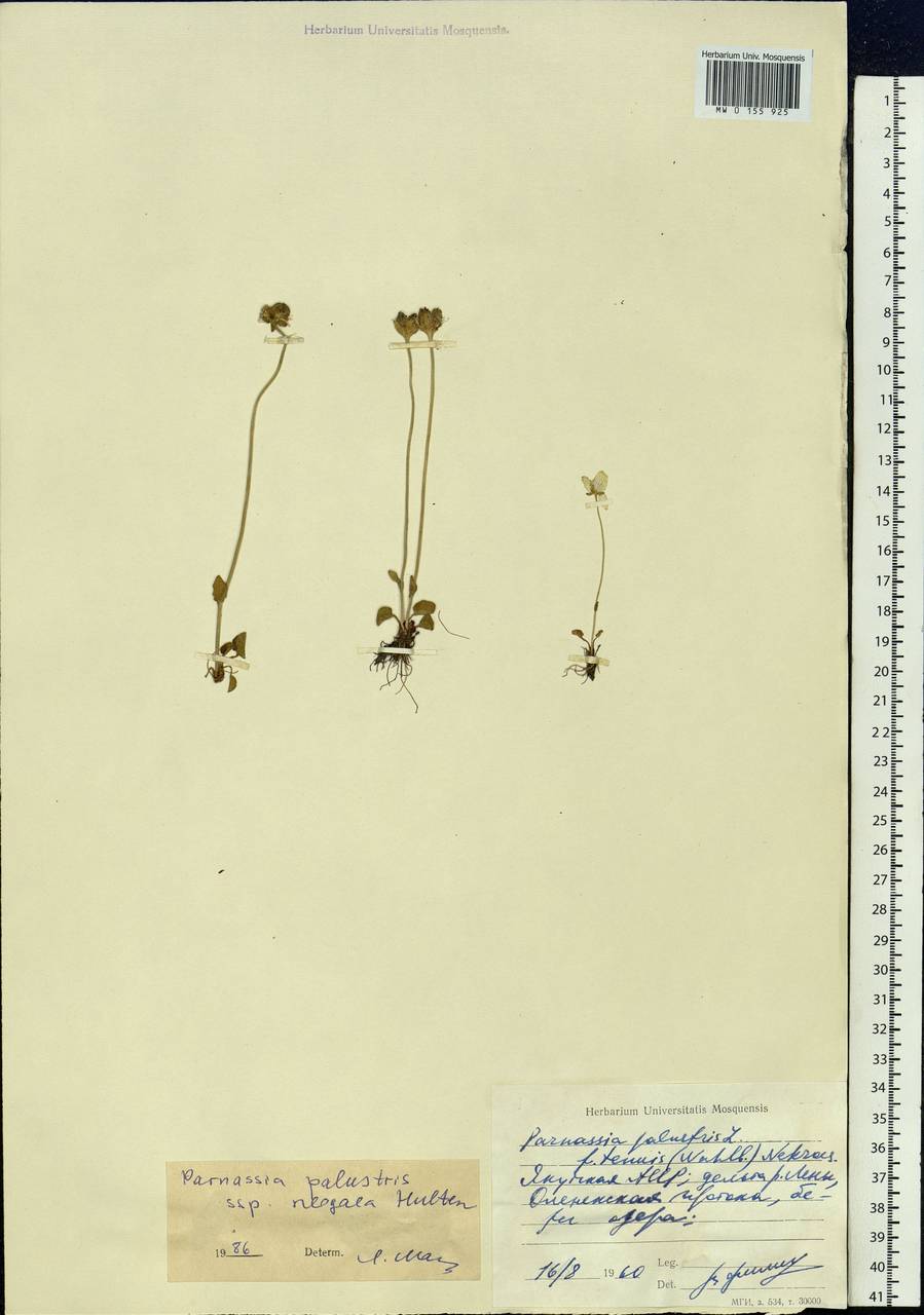 Parnassia palustris L., Siberia, Yakutia (S5) (Russia)