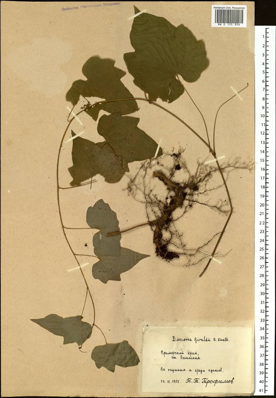 Dioscorea nipponica Makino, Siberia, Russian Far East (S6) (Russia)