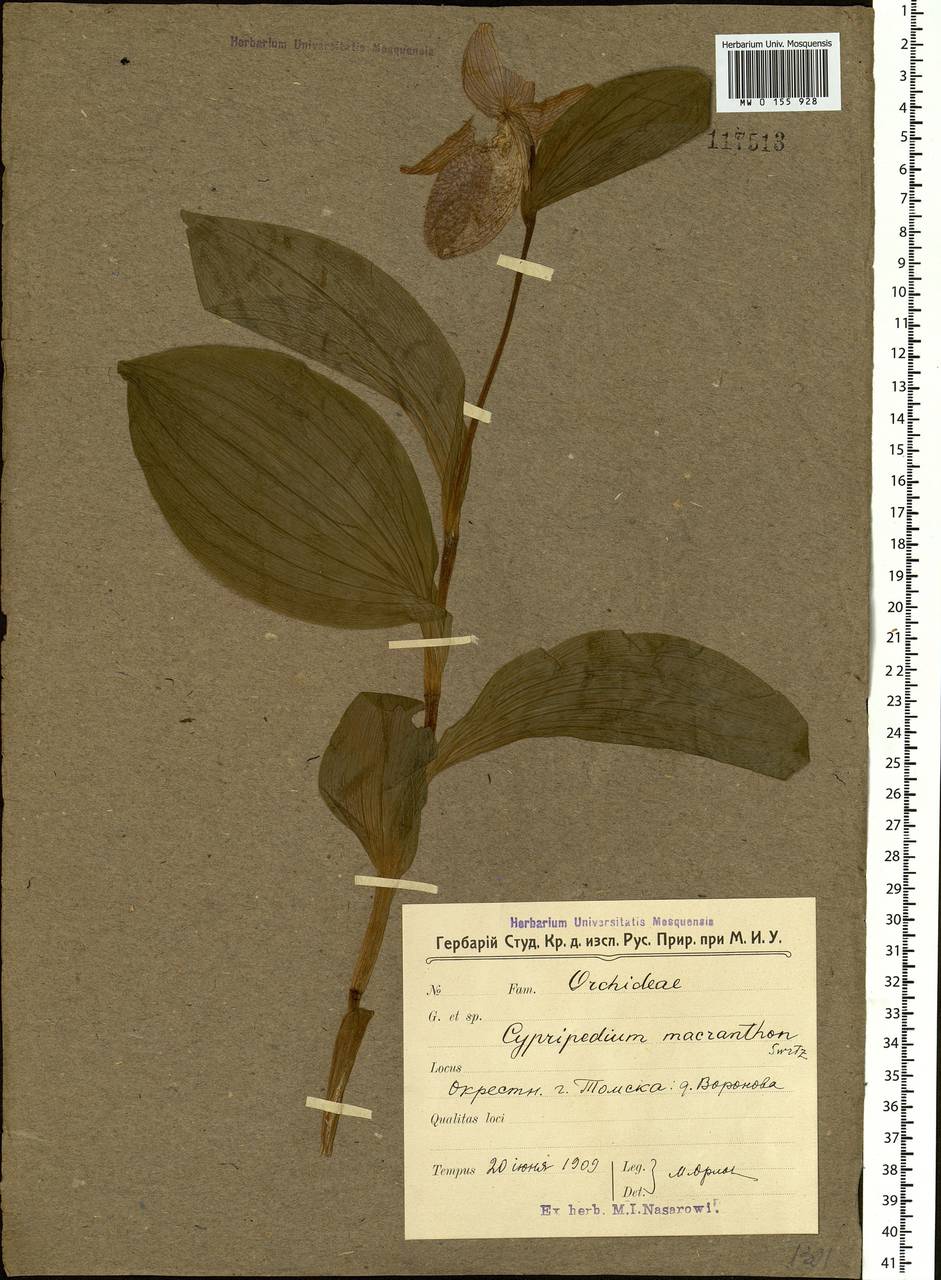 Cypripedium macranthos Sw., Siberia, Western Siberia (S1) (Russia)