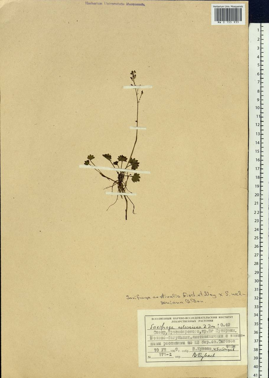 Micranthes nelsoniana subsp. nelsoniana, Siberia, Central Siberia (S3) (Russia)