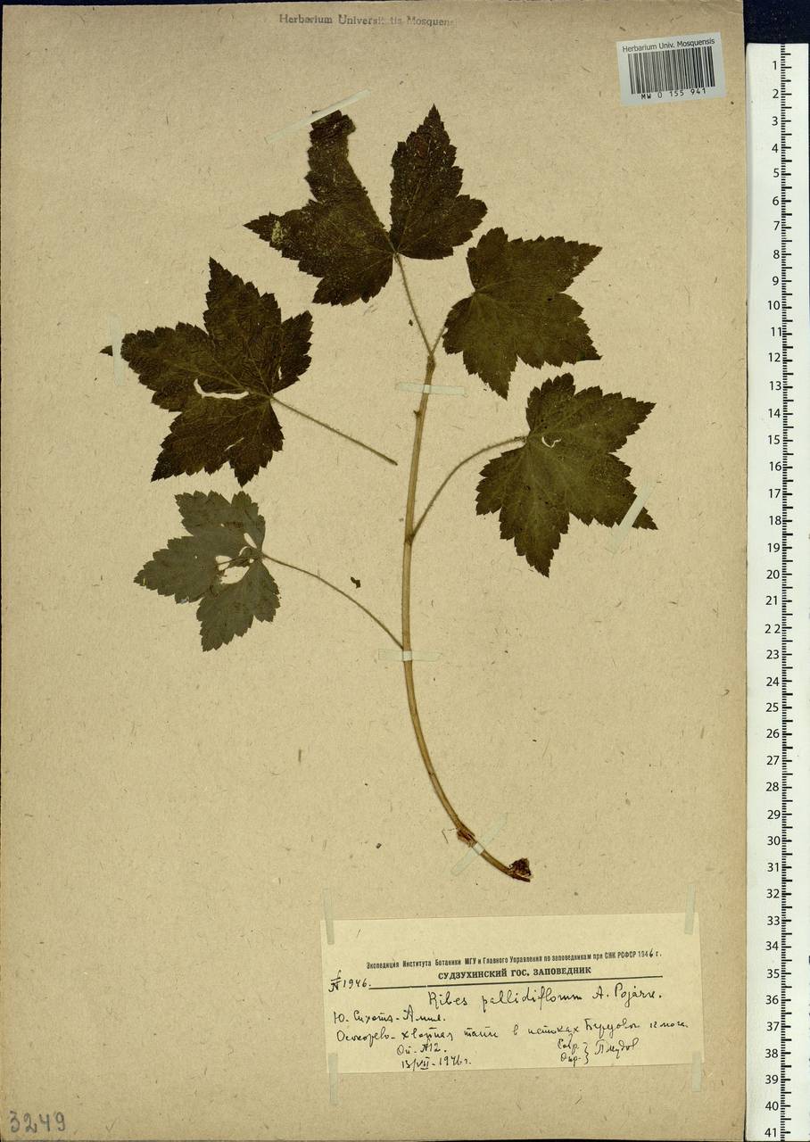 Ribes pallidiflorum Pojark., Siberia, Russian Far East (S6) (Russia)