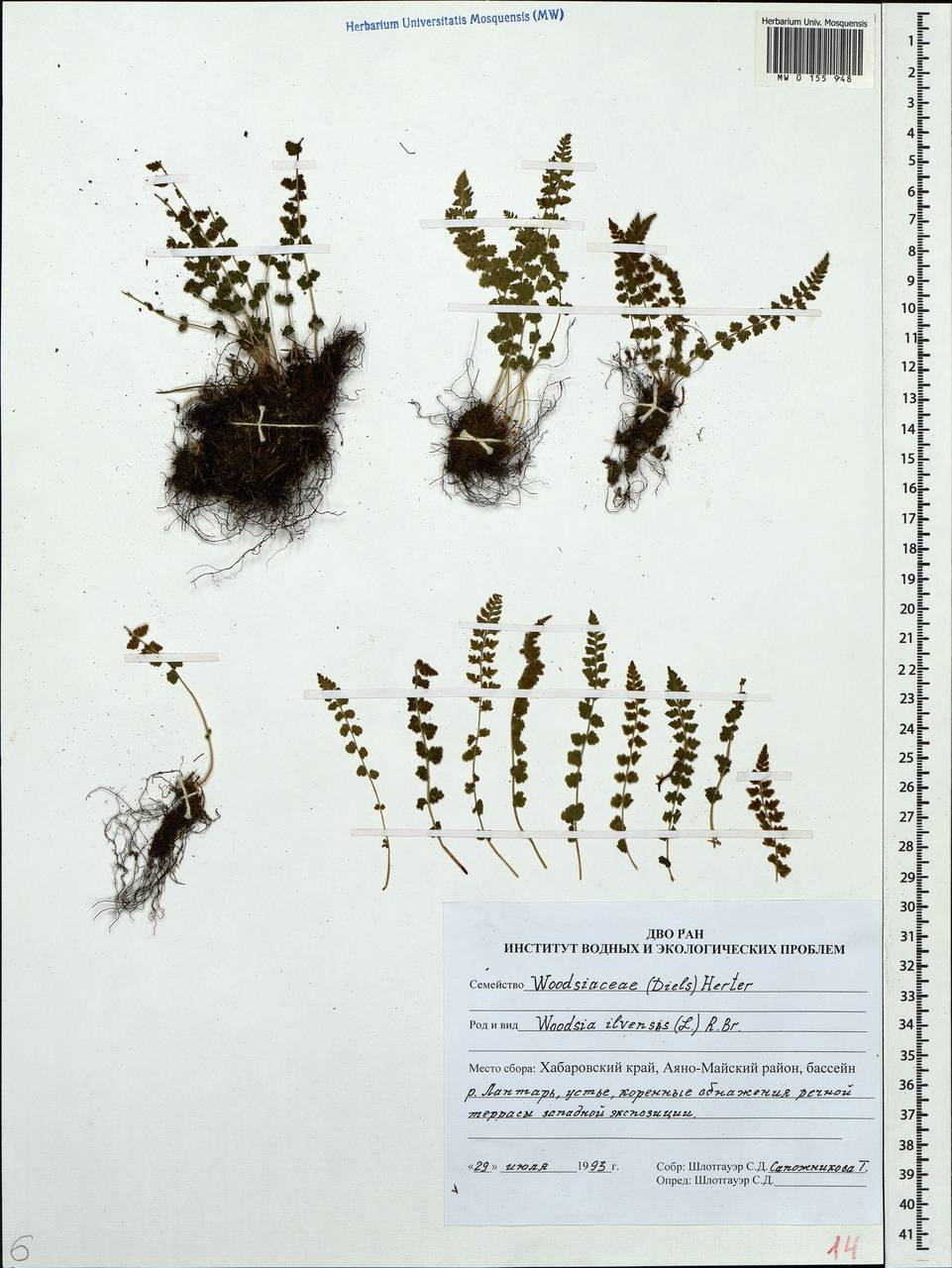 Woodsia ilvensis (L.) R. Br., Siberia, Russian Far East (S6) (Russia)