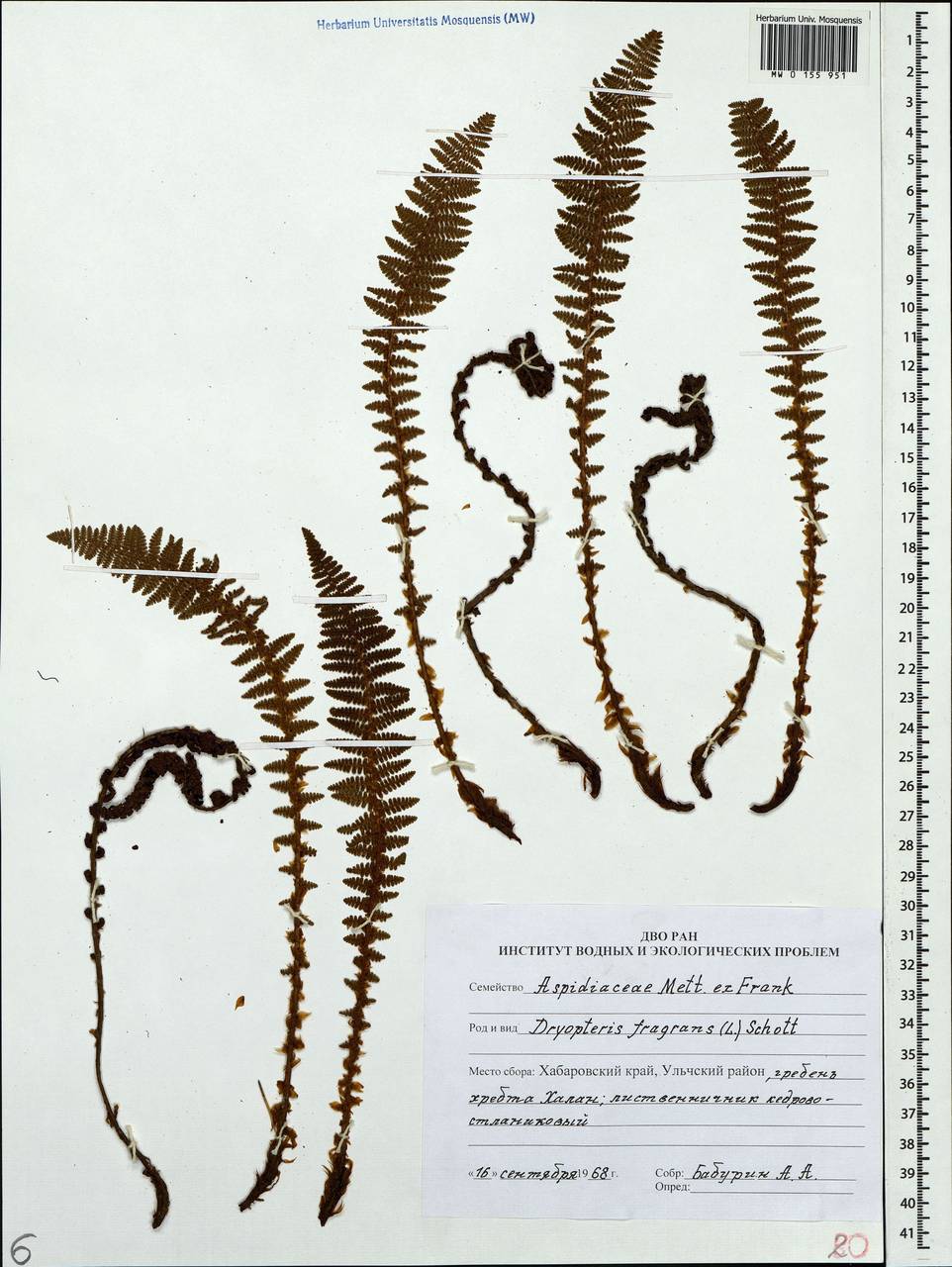 Dryopteris fragrans (L.) Schott, Siberia, Russian Far East (S6) (Russia)