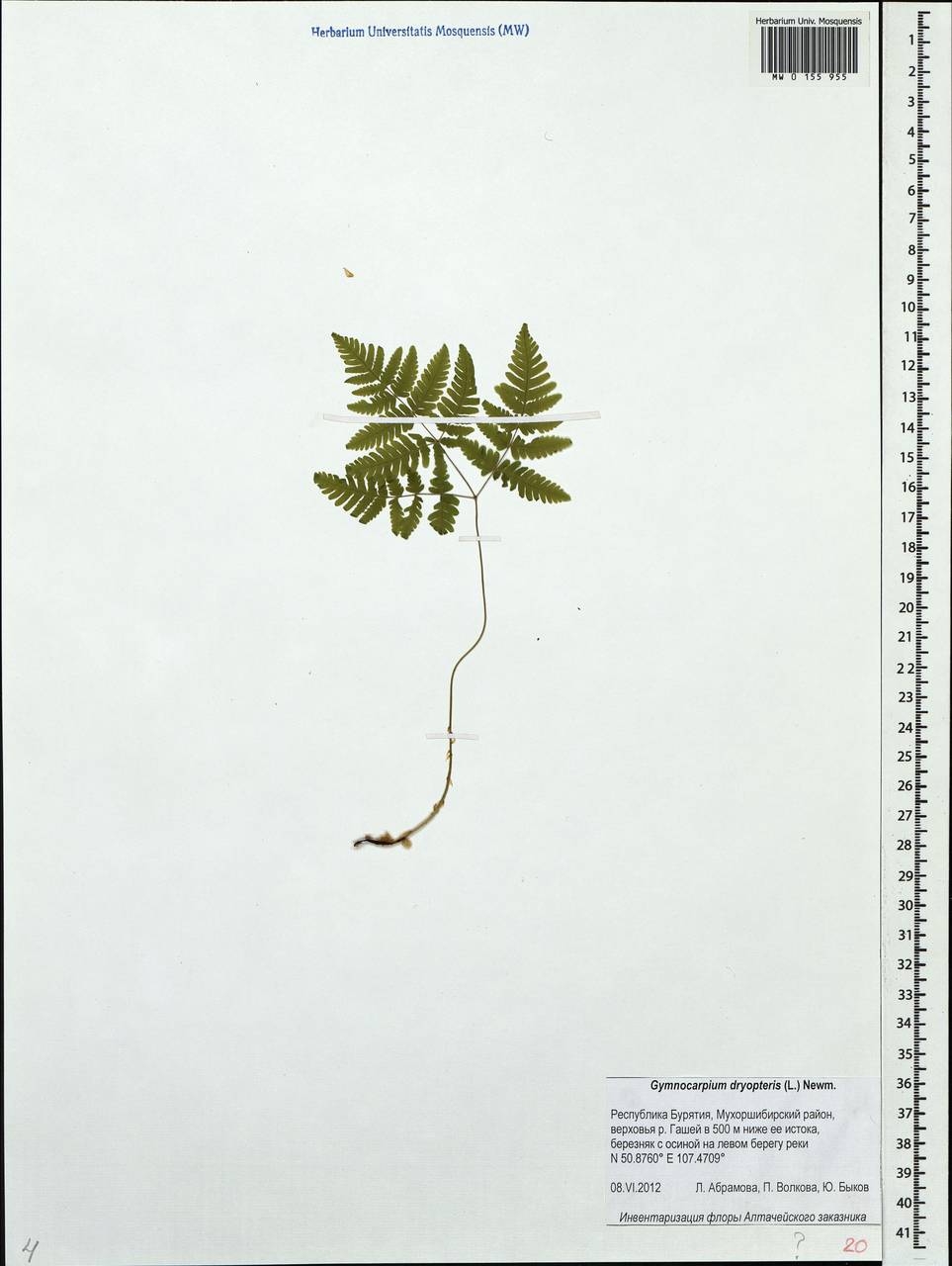 Gymnocarpium dryopteris (L.) Newm., Siberia, Baikal & Transbaikal region (S4) (Russia)