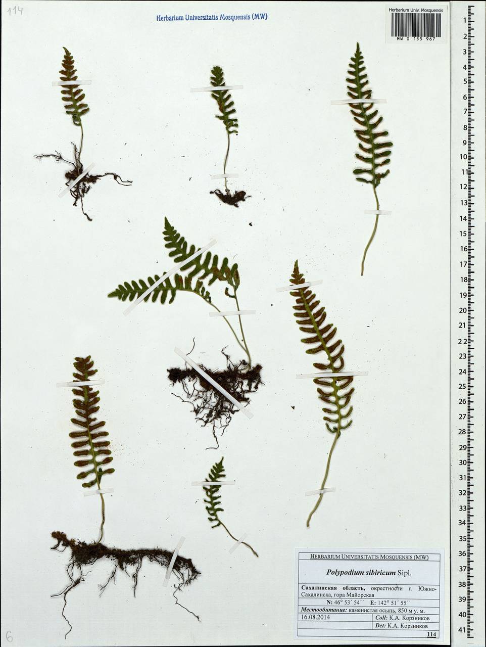 Polypodium sibiricum Sipliv., Siberia, Russian Far East (S6) (Russia)