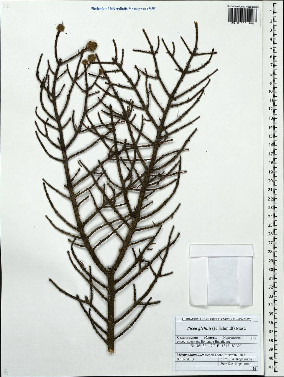 Picea glehnii (F.Schmidt) Mast., Siberia, Russian Far East (S6) (Russia)