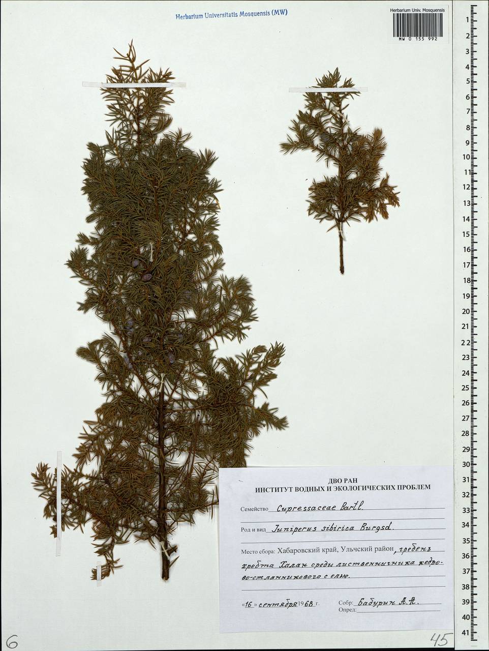 Juniperus communis var. saxatilis Pall., Siberia, Russian Far East (S6) (Russia)