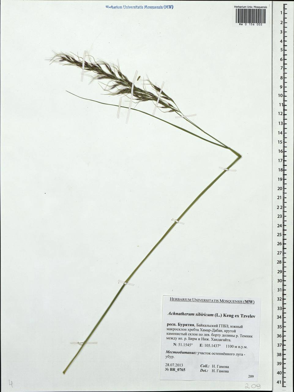 Achnatherum sibiricum (L.) Keng ex Tzvelev, Siberia, Baikal & Transbaikal region (S4) (Russia)