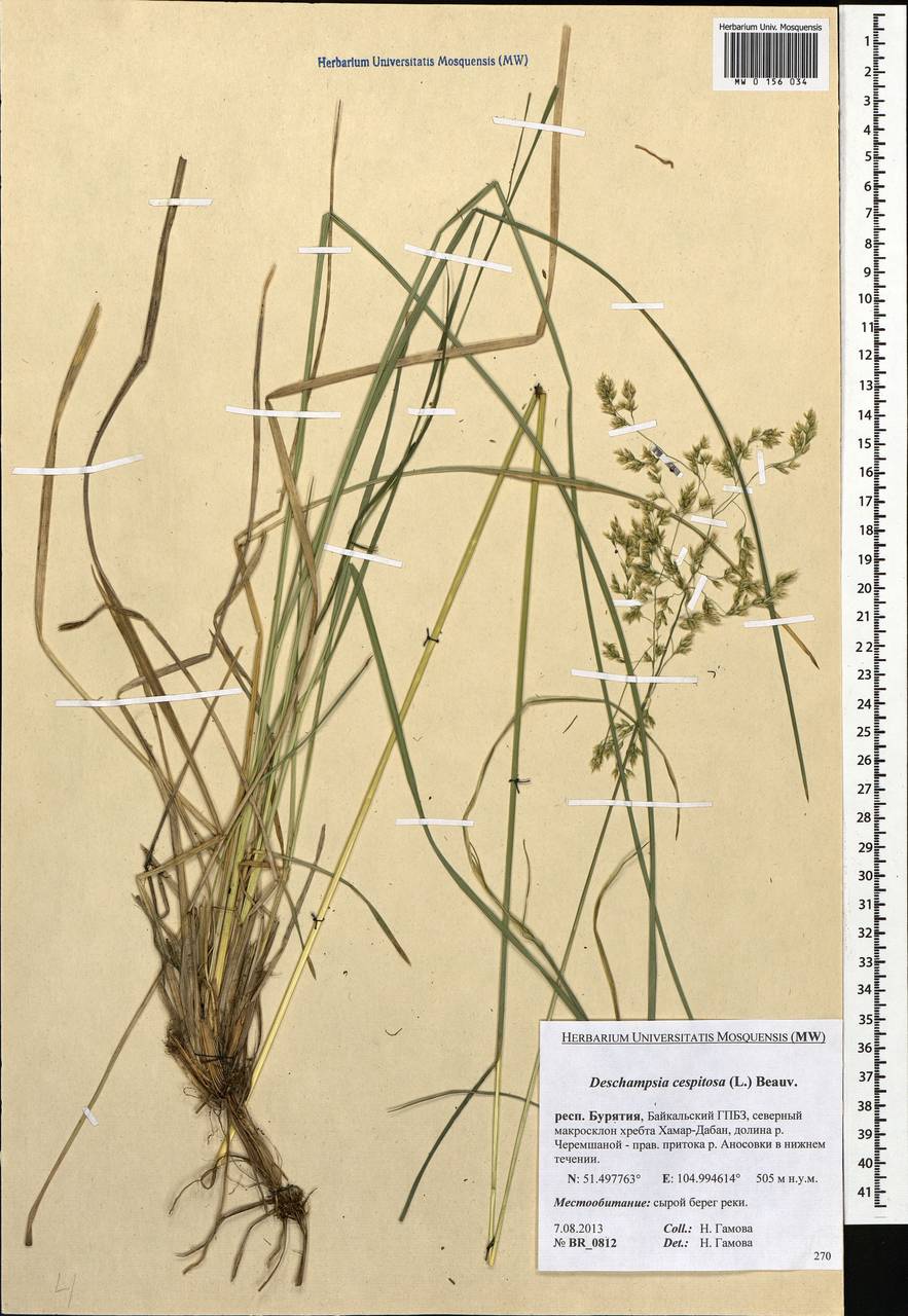 Deschampsia cespitosa (L.) P.Beauv., Siberia, Baikal & Transbaikal region (S4) (Russia)