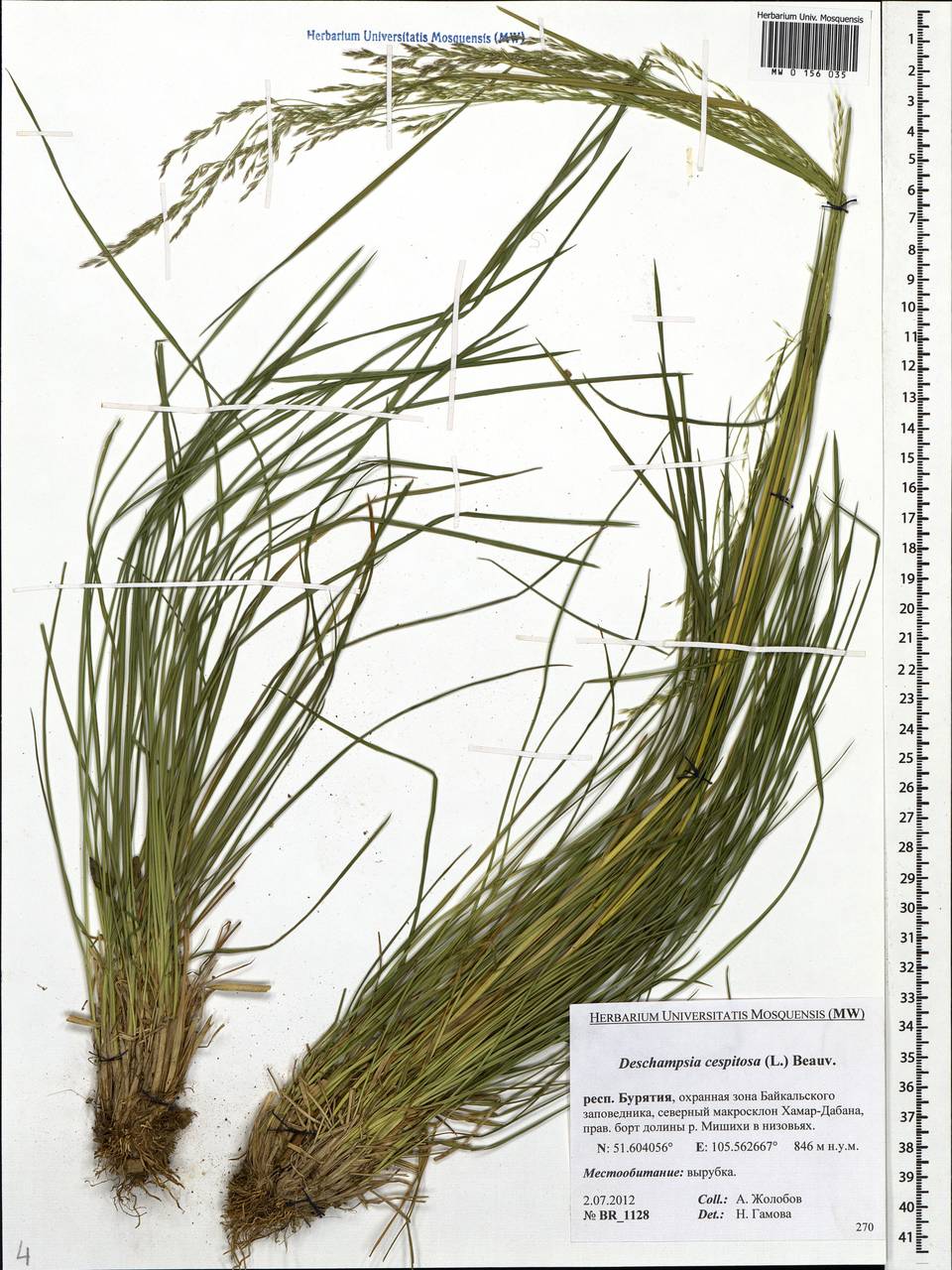 Deschampsia cespitosa (L.) P.Beauv., Siberia, Baikal & Transbaikal region (S4) (Russia)
