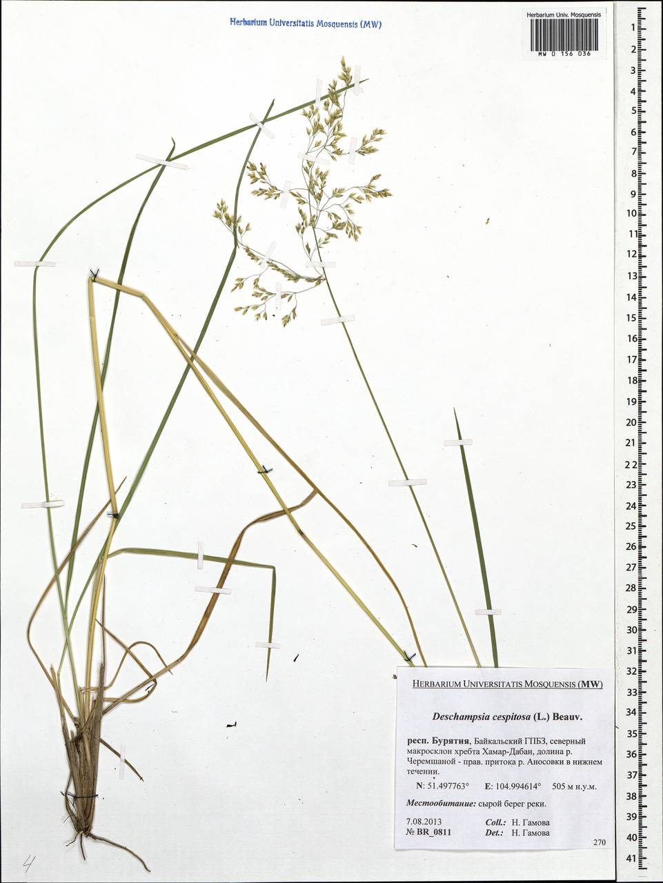 Deschampsia cespitosa (L.) P.Beauv., Siberia, Baikal & Transbaikal region (S4) (Russia)