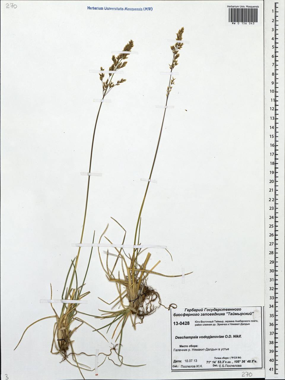 Deschampsia cespitosa subsp. cespitosa, Siberia, Central Siberia (S3) (Russia)