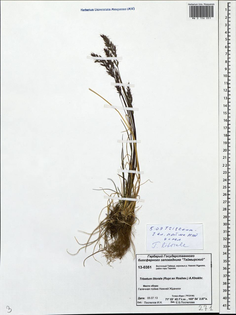 Trisetum sibiricum Rupr., Siberia, Central Siberia (S3) (Russia)