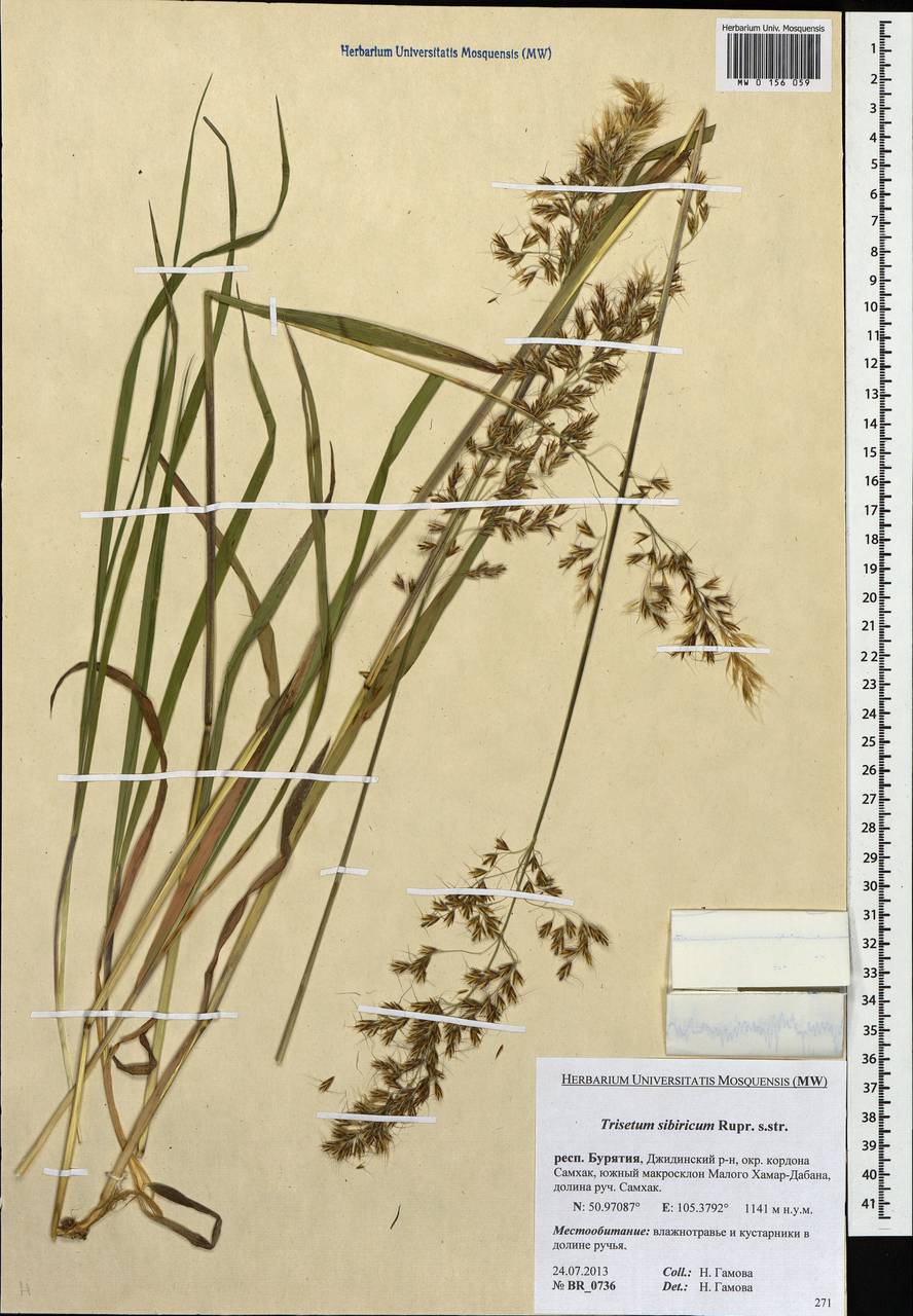 Sibirotrisetum sibiricum (Rupr.) Barberá, Siberia, Baikal & Transbaikal region (S4) (Russia)