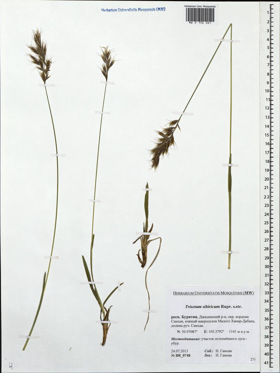 Sibirotrisetum sibiricum (Rupr.) Barberá, Siberia, Baikal & Transbaikal region (S4) (Russia)