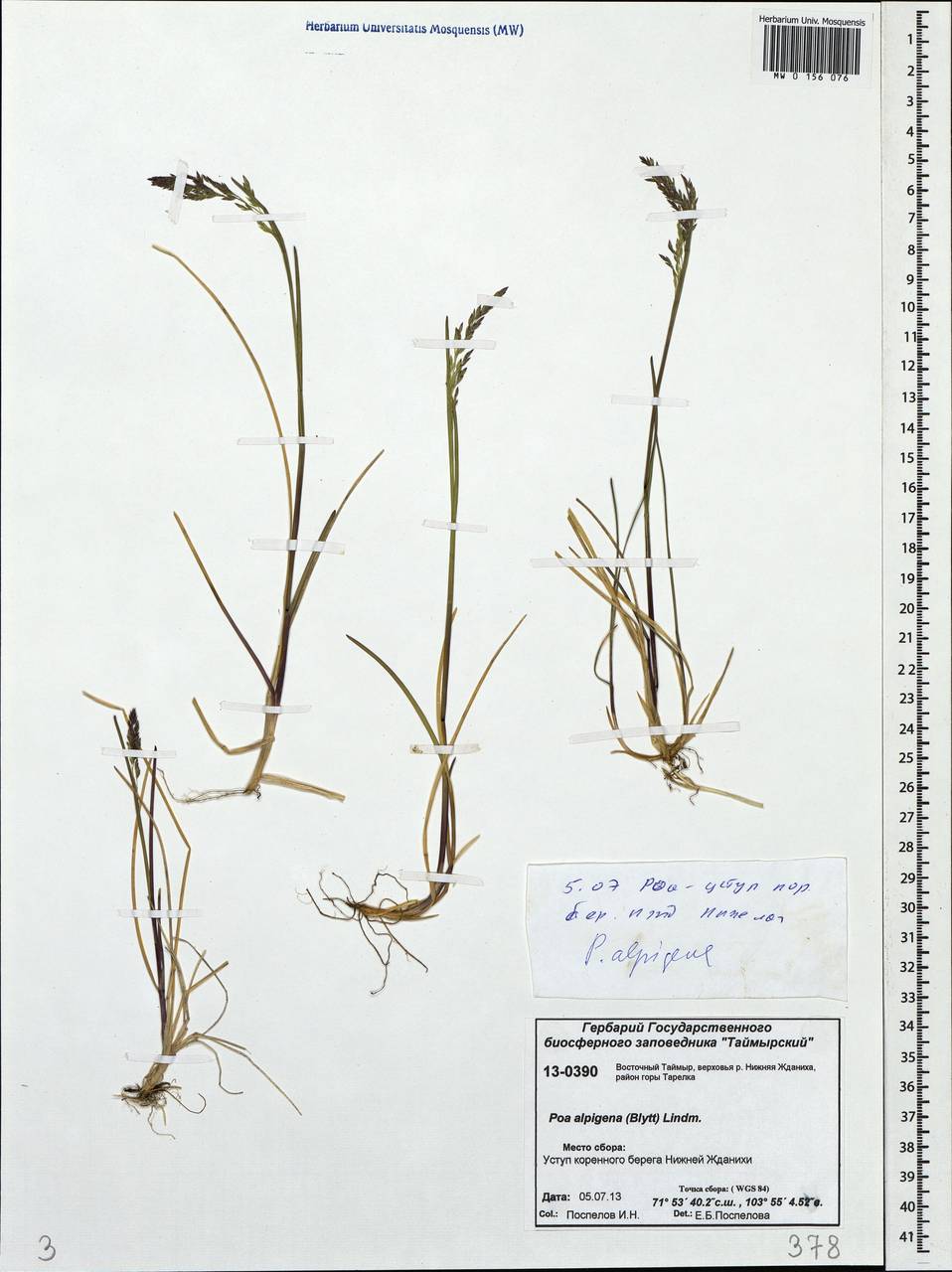 Poa alpigena Lindm., Siberia, Central Siberia (S3) (Russia)