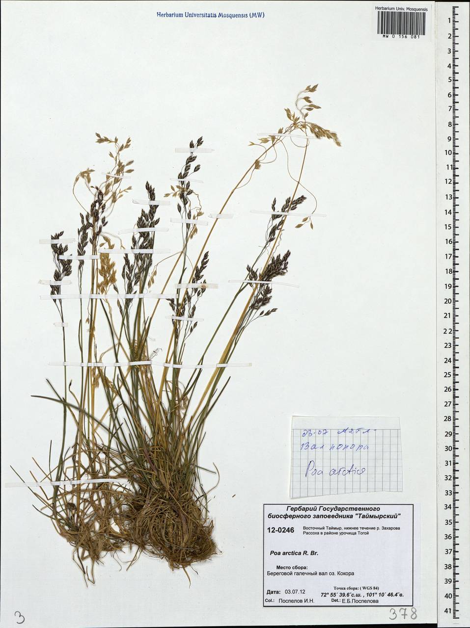 MW0156081, Poa arctica (Мятлик арктический), specimen