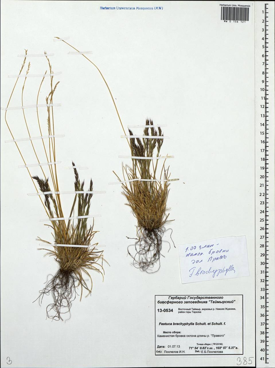 Festuca brachyphylla Schult. & Schult.f., Siberia, Central Siberia (S3) (Russia)